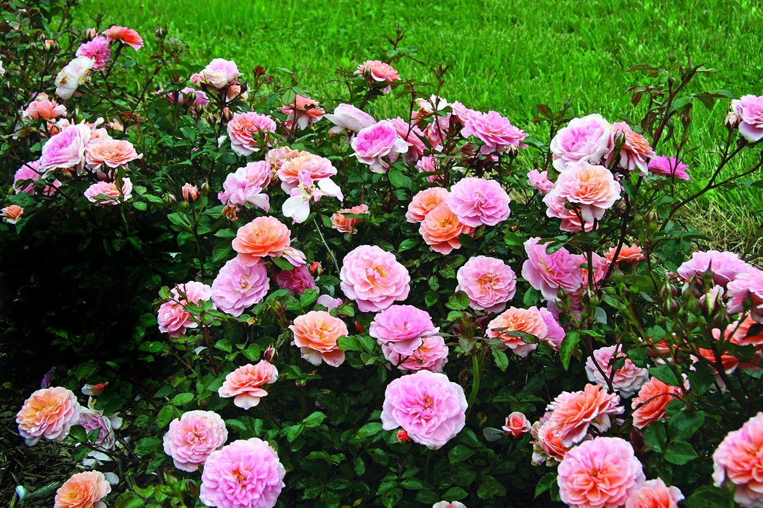 Drift Roses - Rosa Peach Drift (Rose) Rose, double peach flowers, #2 - Size Container