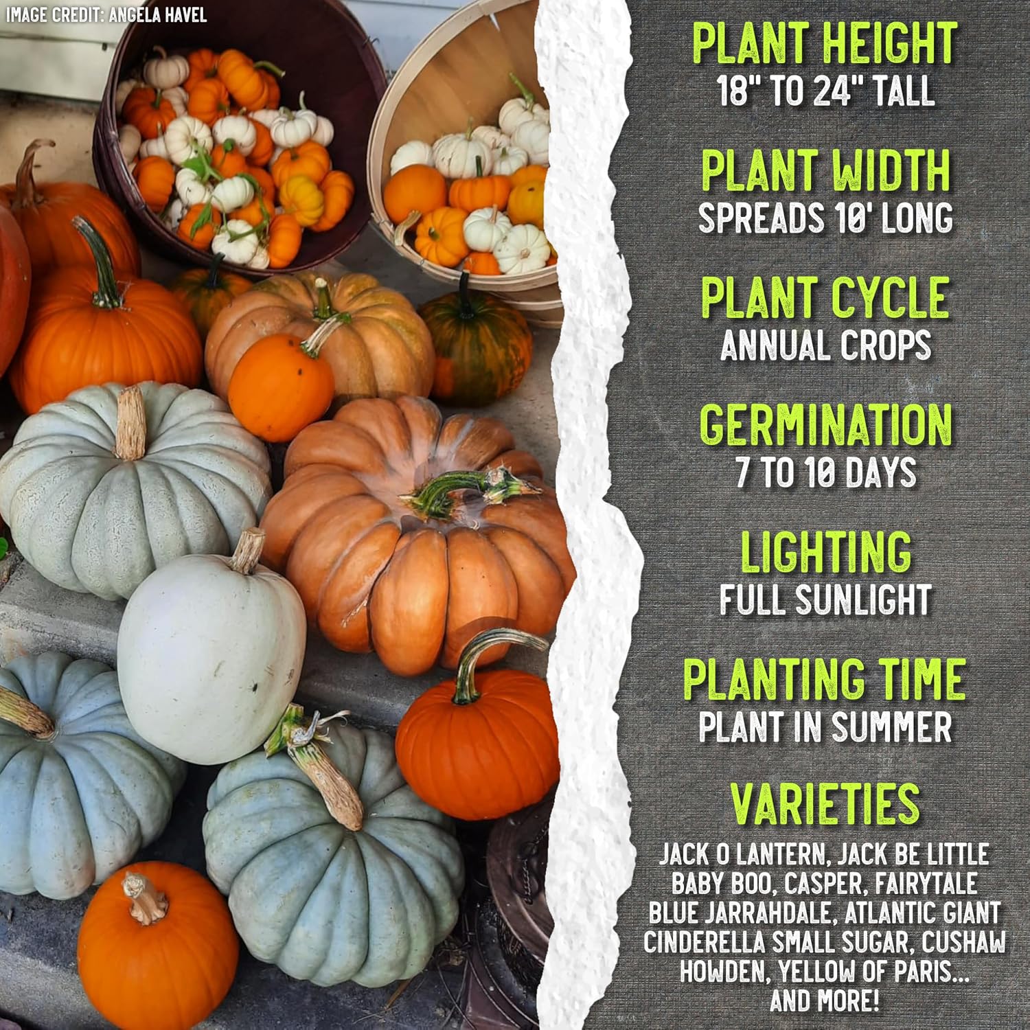 Seed Needs Pumpkin Seeds to Plant 100 Seeds Spooky Mix Non GMO Bulk Pack