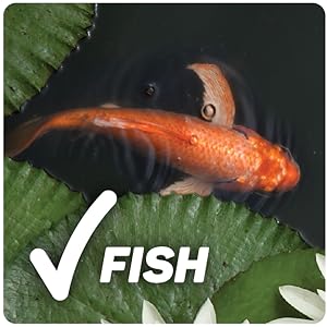 safe for fish