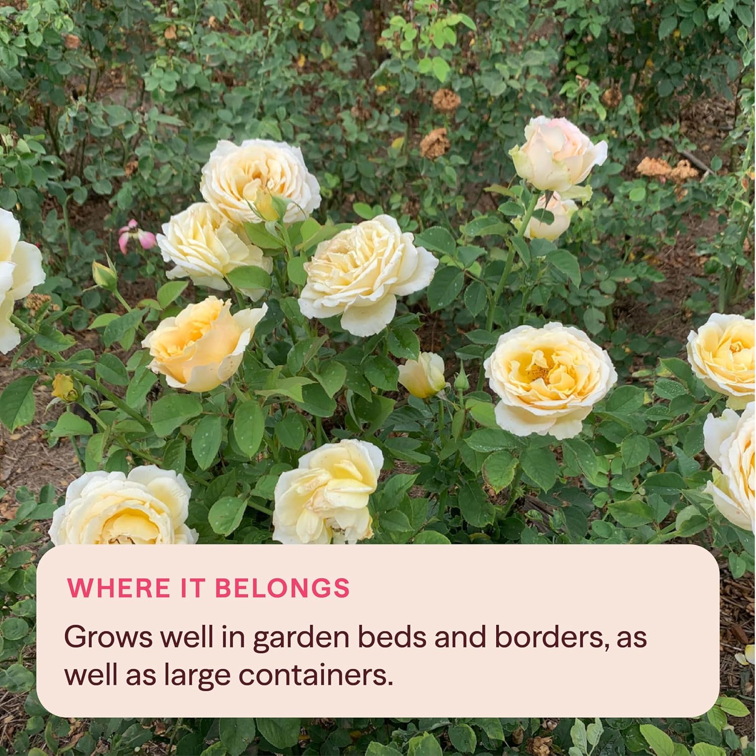 Heirloom Floribunda Roses, Live Own Root Plant, Julia Child™ | Moderately Fragrant, Hardiness Zones: 6-10, Continual Blooming,For Outdoor Gardens, Planters, and Pots