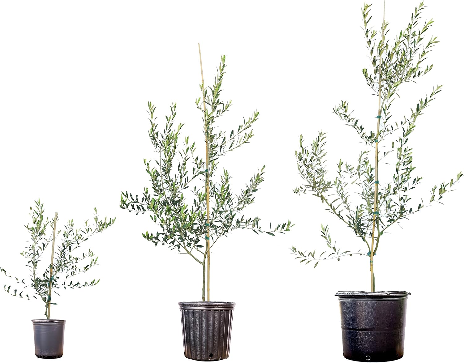 Arbequina Olive Tree - Live Plant, Includes Special Blend Fertilizer & Planting Guide