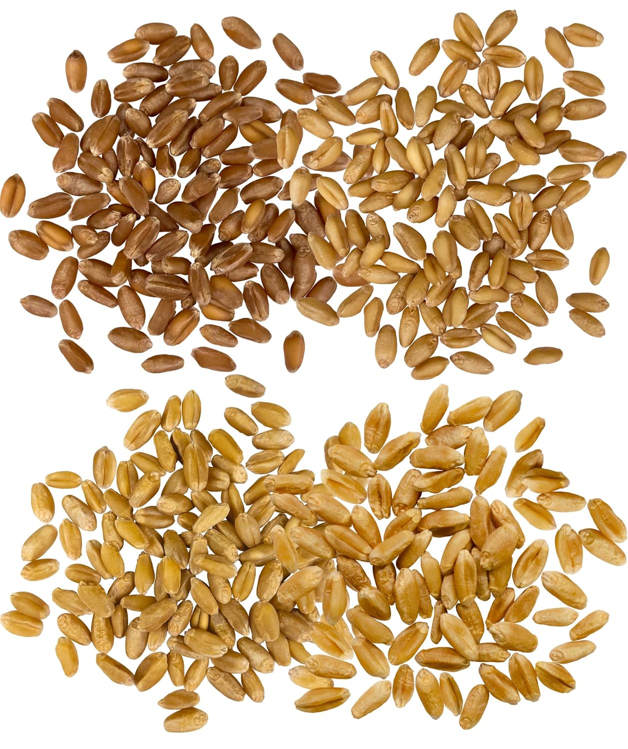 Palouse Brand Certified Glyphosate Residue Free Hard White Wheat Berries | 5 LBS | Non-GMO Project Verified | Kosher