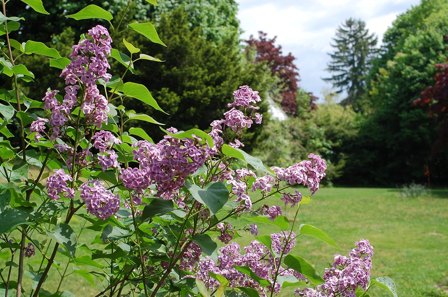 Proven Winners - Syringa x Bloomerang Dark Purple (Reblooming Lilac) Shrub, dark purple flowers, #3 - Size Container