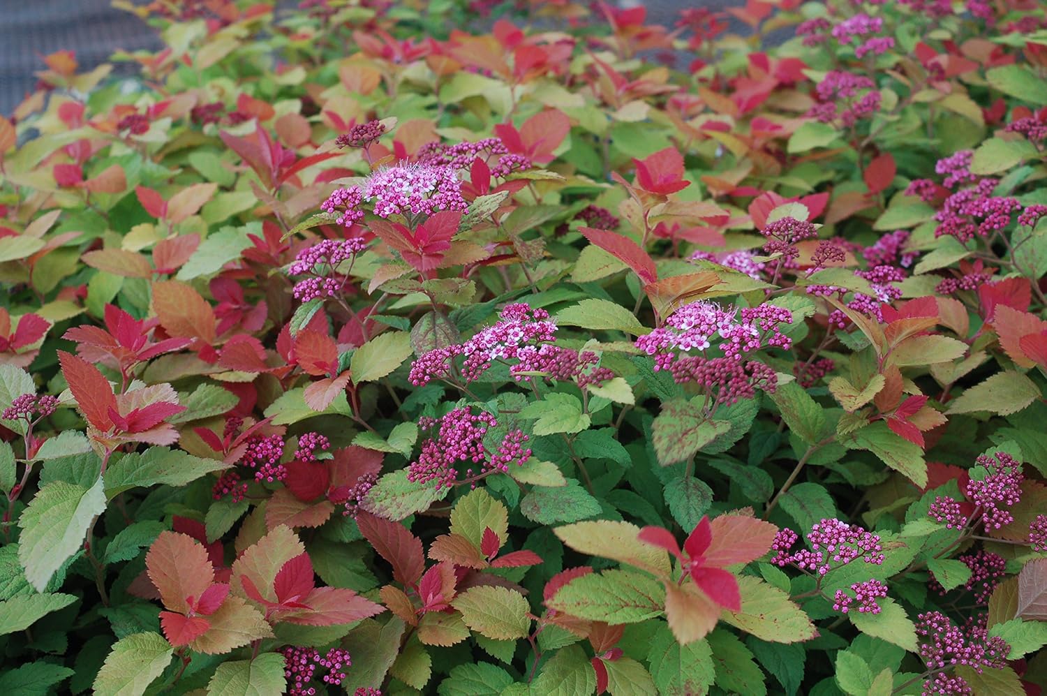 Proven Winners - Spiraea jap. Double Play Gold (Spirea) Shrub, , #3 - Size Container