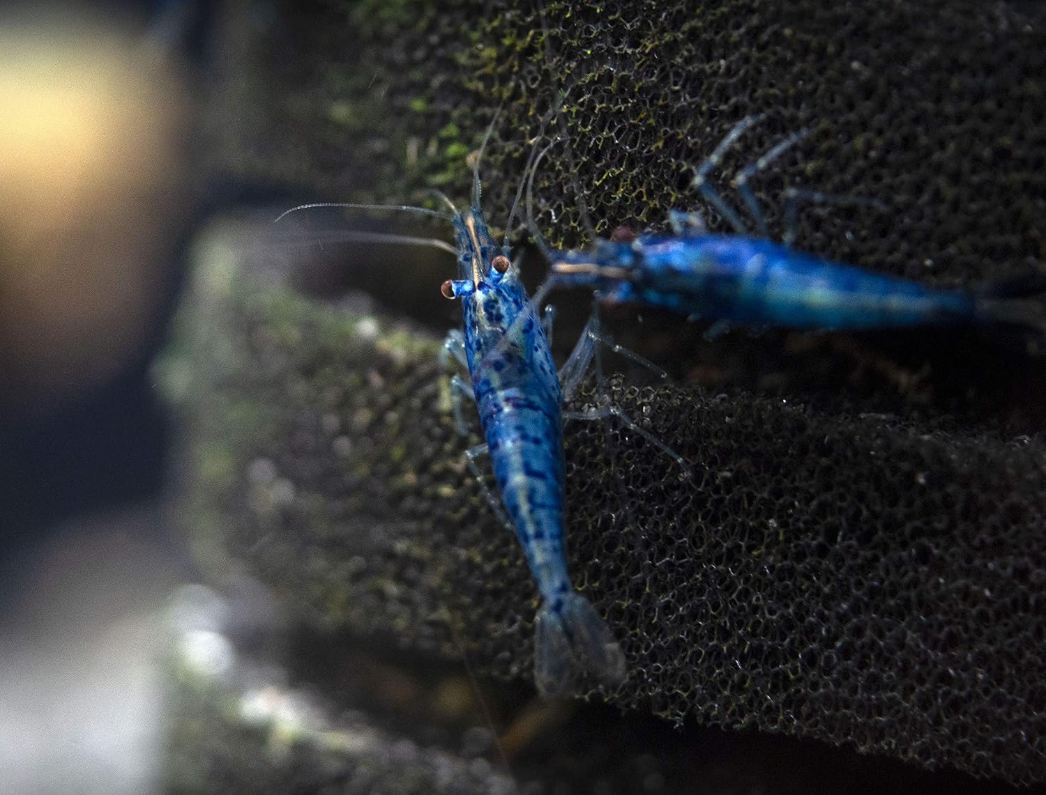 5 Live Freshwater Dream Blue Velvet Shrimp (Neocaridina davidi) - Breeding Age Adults at 1/2 to 1 Inch Long
