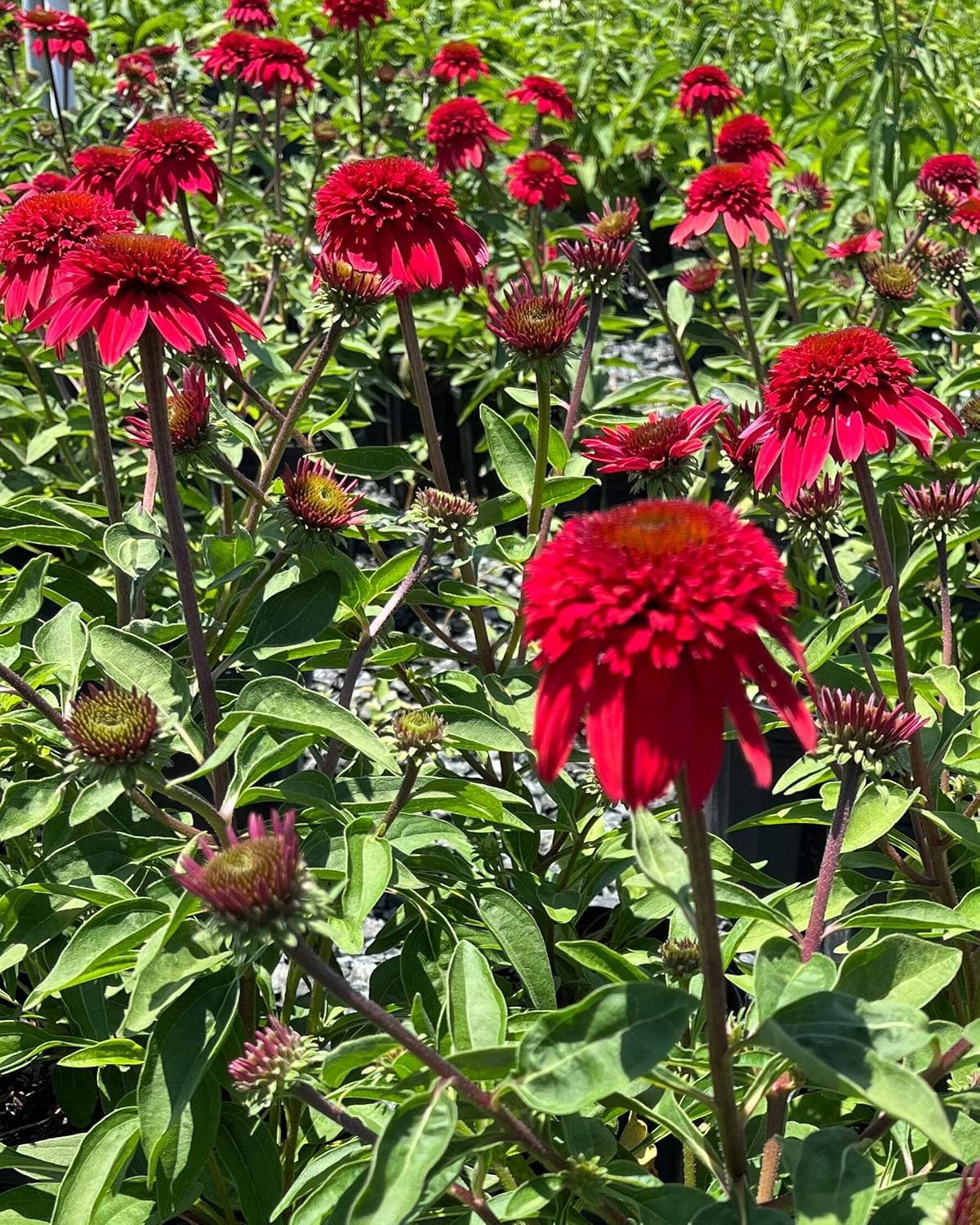 Echinacea purpurea ‘Cheyenne Spirit’ (Coneflower) Live Perennial, Size-#1 Container, Mixed Color Summer Flowers, USDA Zones 4-8