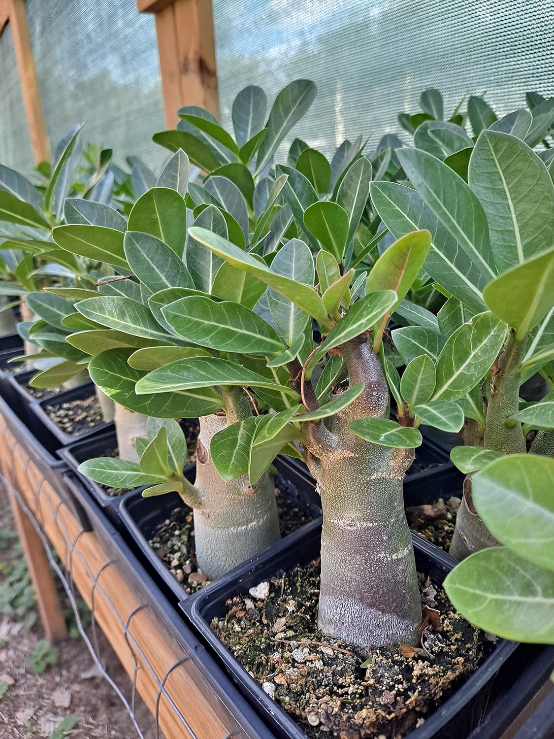 Desert Rose Adenium Obesum Multi Branched Seedlings Bundle of 4 Plants 8-12 Inches Tall 1 Year Seedlings