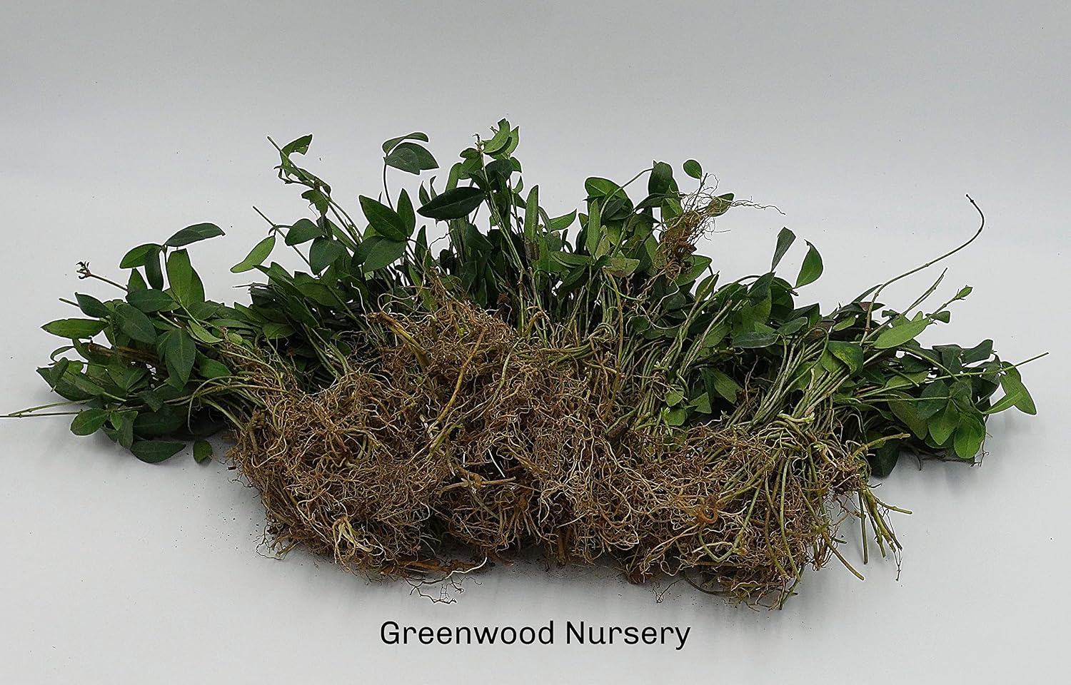 Live Ground-Cover Plants - Pachysandra Terminalis + Japanese Spurge - [Qty: 25 Bare Roots] - (Click for Other Available Plants/Quantities)