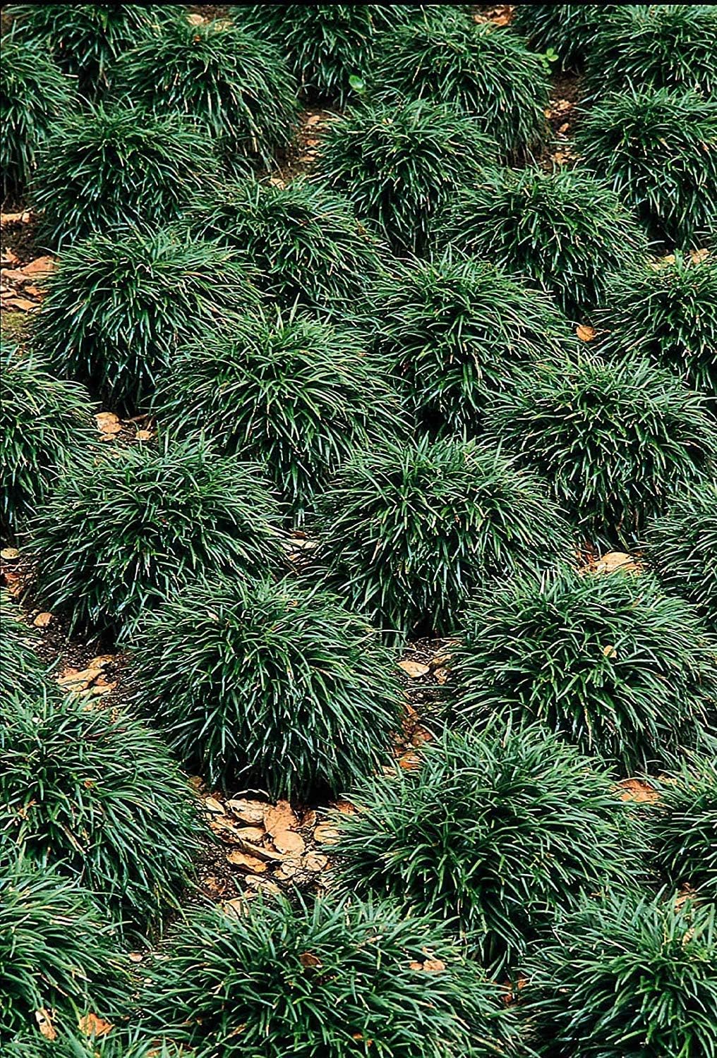 Dwarf Mondo Grass | 10 Live Plants | Ophiopogon Japonicus | Ground Cover Plant, Shade Tolerant Grass, Low Maintenance Landscaping, Evergreen Foliage, Dense Green Carpet, Drought Tolerant