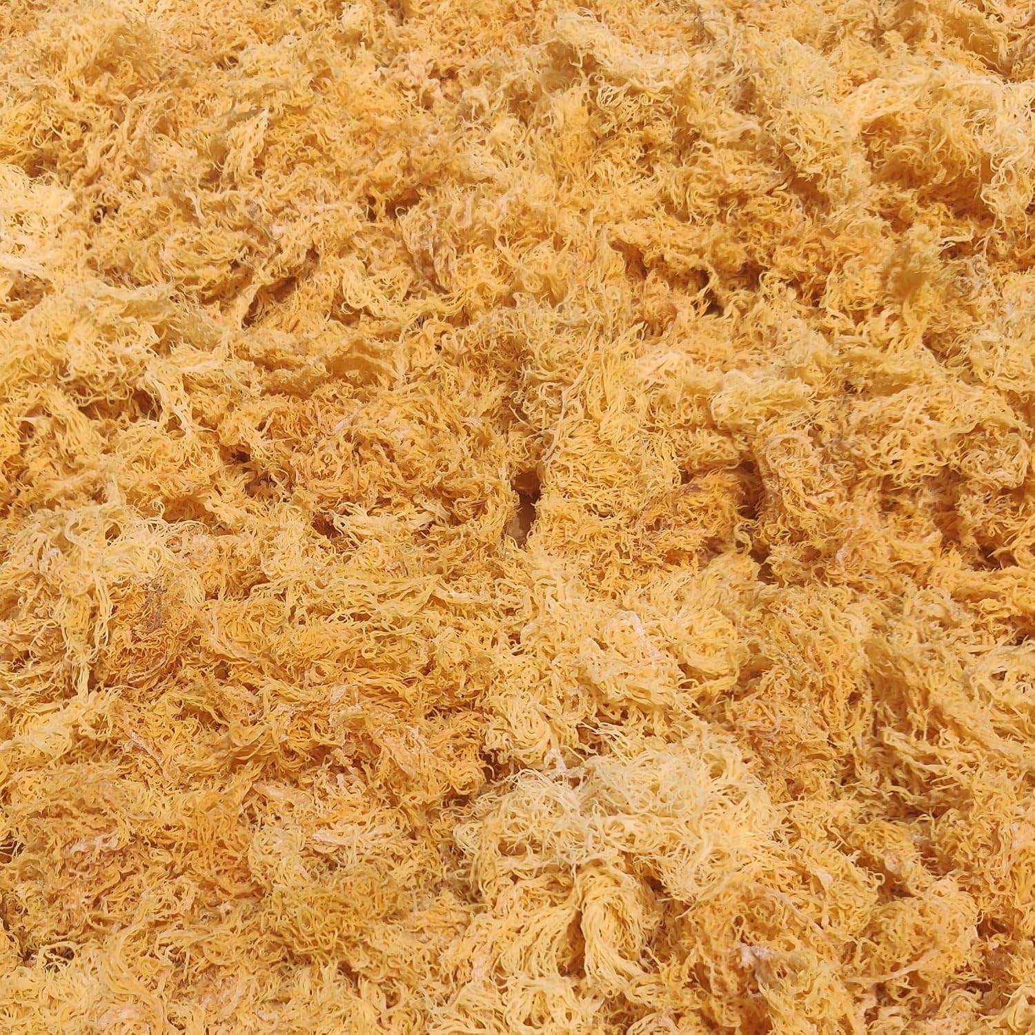 Wildcrafted Sea Moss | Gold - Purple - Green - Mixed | 100% Natural Irish Moss from St.Lucia | Mineral-Rich Superfood | 8oz Sun-Dried Moss | NO