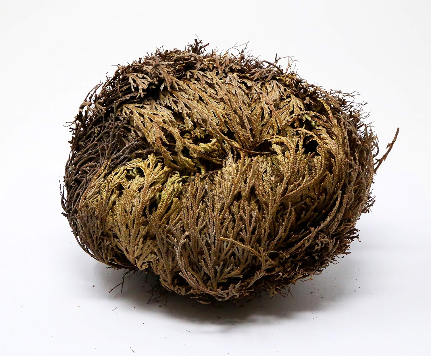 Saint Terra - Rose of Jericho Flower the Resurrection Plant, Jumbo Size, 5 to 6 Inches Wide