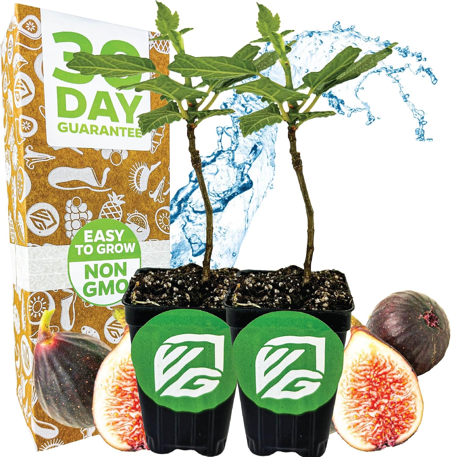 Olympian Fig Tree Live Plant - Ficus carica by Wellspring Gardens - Starter Plant Ideal for Gardens & Containers - Great for Indoor Houseplants, Outdoor Landscaping & Garden Planting