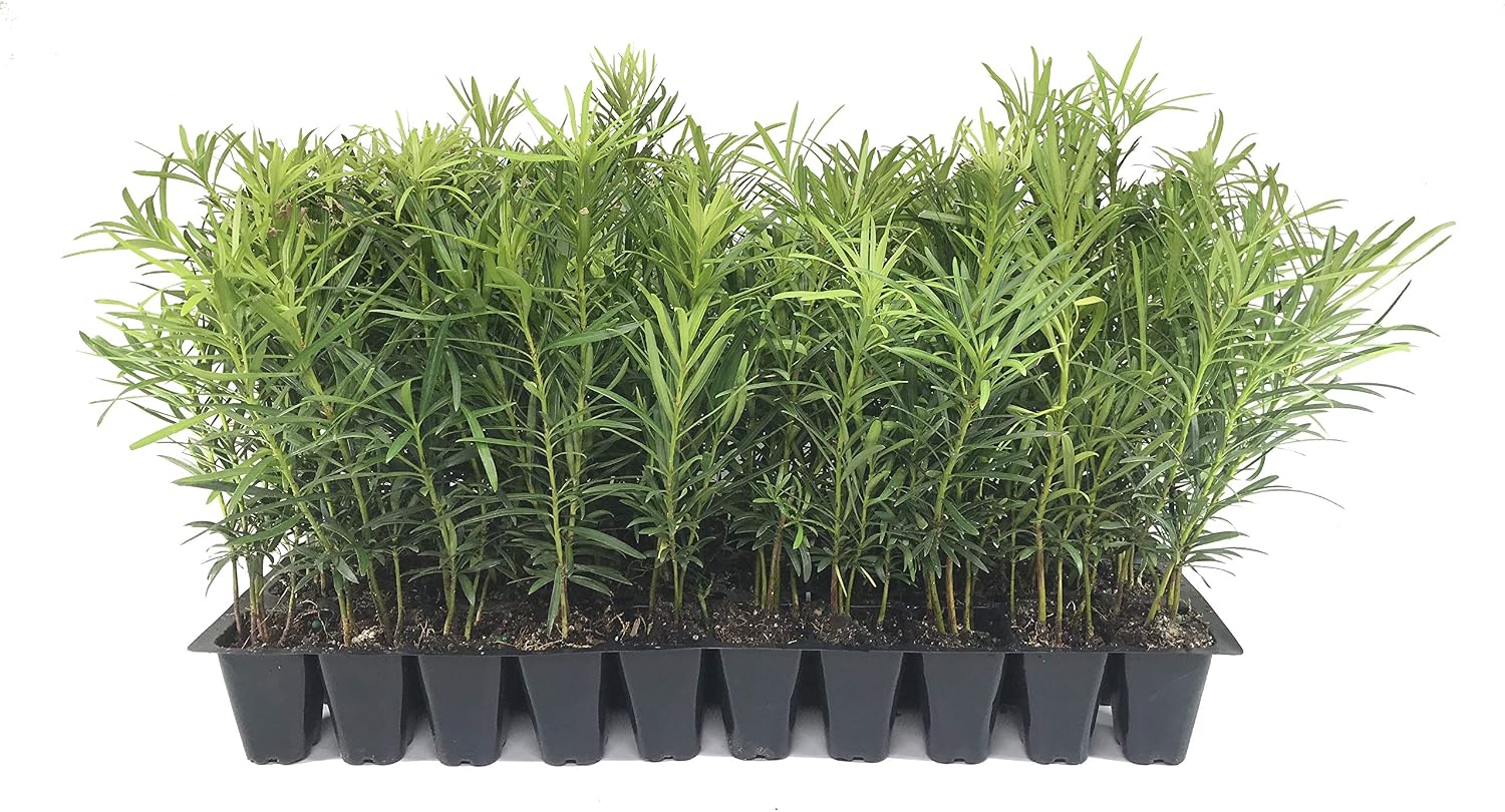 Podocarpus Japanese Yew | 10 Live Plants | Podocarpus Macrophyllus | Evergreen Shrub, Low Maintenance, Drought Tolerant, Privacy Screen Landscaping, Fast Growing, Ornamental Foliage