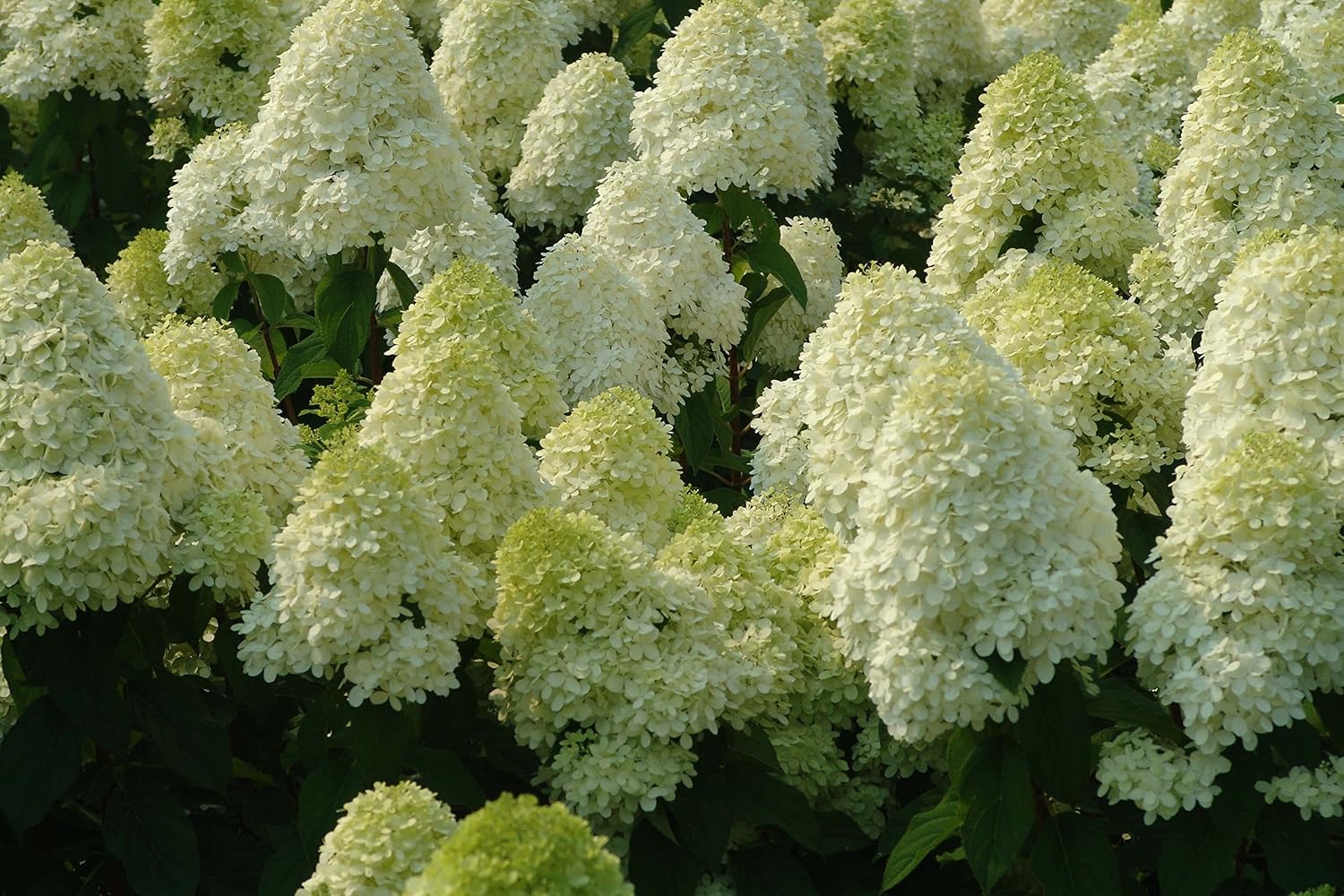Unique Hydrangea Paniculata - Live Plant Shipped 2 Feet Tall by DAS Farms