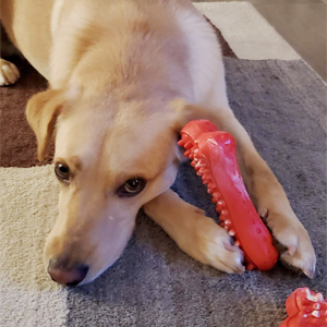 dog ｔｏｙ