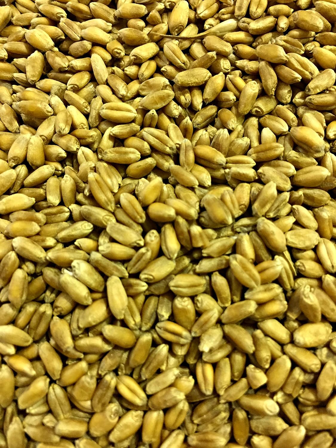 Thunder Acres Wheat Seed, Glysophate Free, Non GMO, Wheatgrass, Hard Red Winter Wheat Berries (10 lbs.)