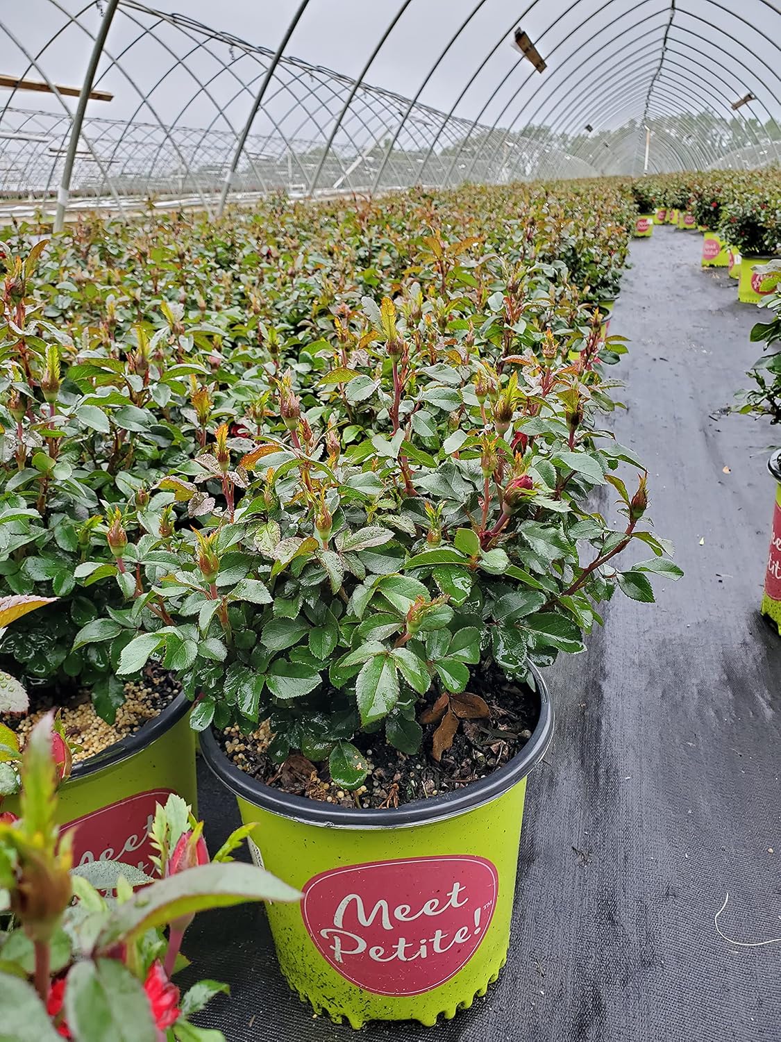 Green Promise Farms Rosa `Double Knock Out` (Reblooming) Rose, 3 Size Container, pink flower