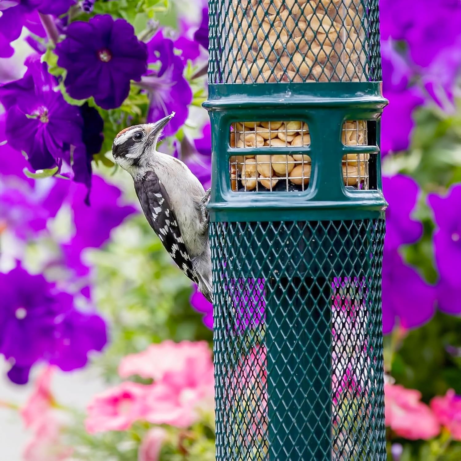 Squirrel Buster Nut Feeder Squirrel-Proof Bird Feeder for Shelled Peanuts & Dried Fruit, Weight-Adjustable, Woodpecker Friendly