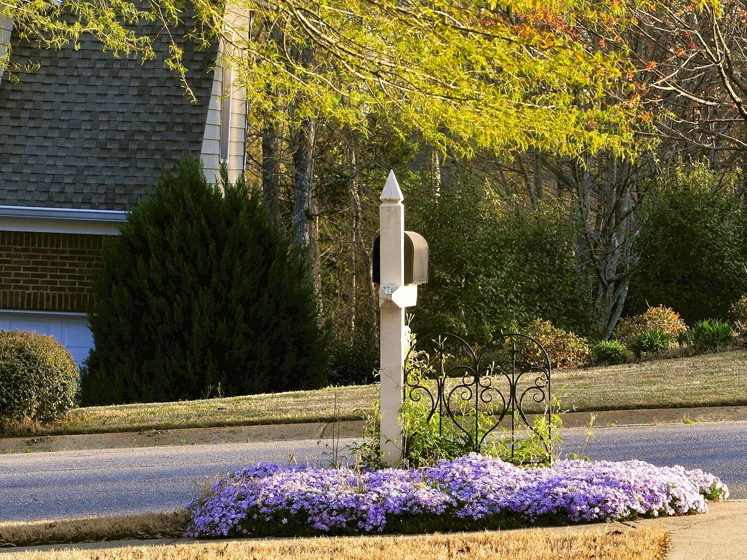 Live Ground-Cover Plants - Pachysandra Terminalis + Japanese Spurge - [Qty: 25 Bare Roots] - (Click for Other Available Plants/Quantities)