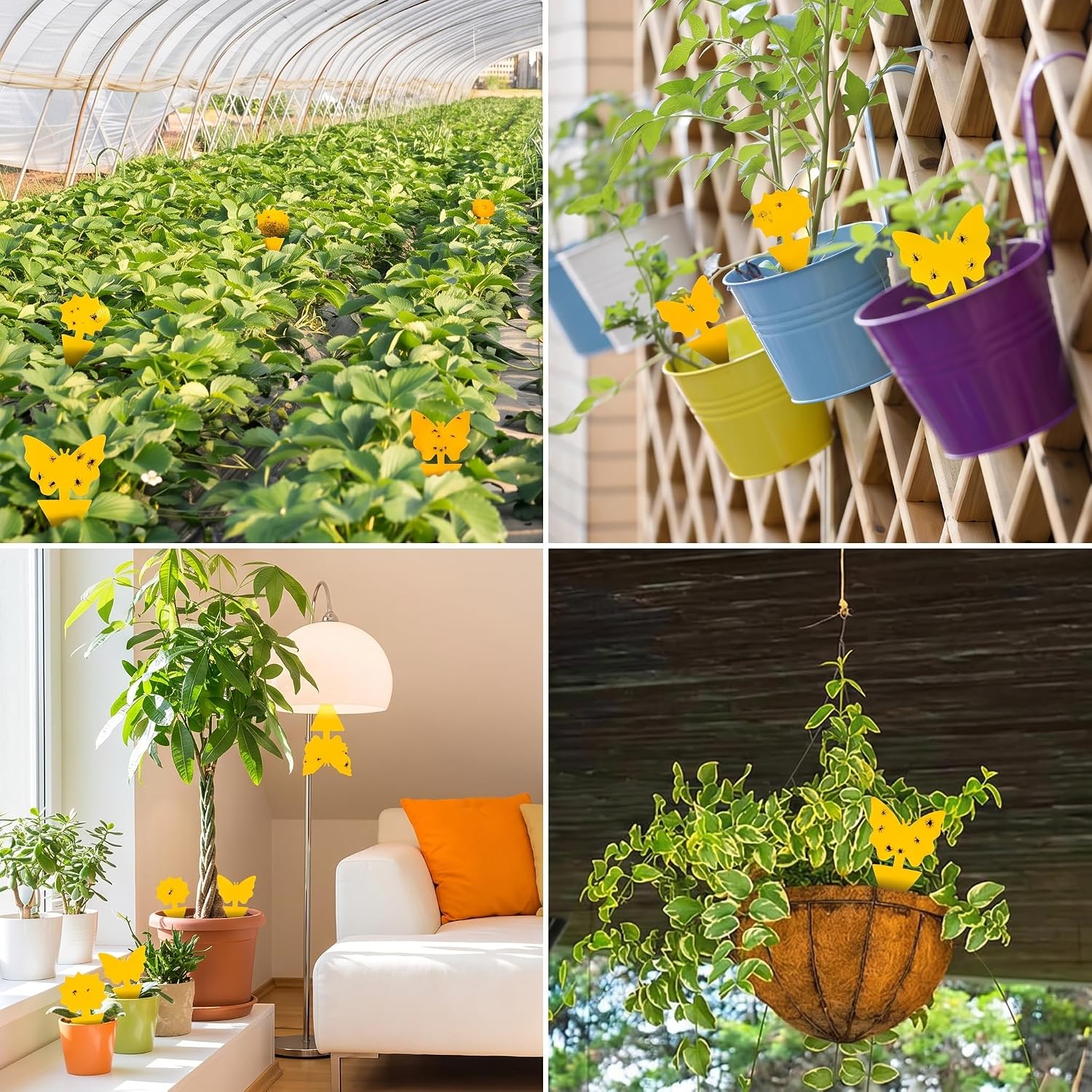 40 Pack Fungus Gnat Traps, Yellow Sticky Fruit Fly Traps for Indoor Plants
