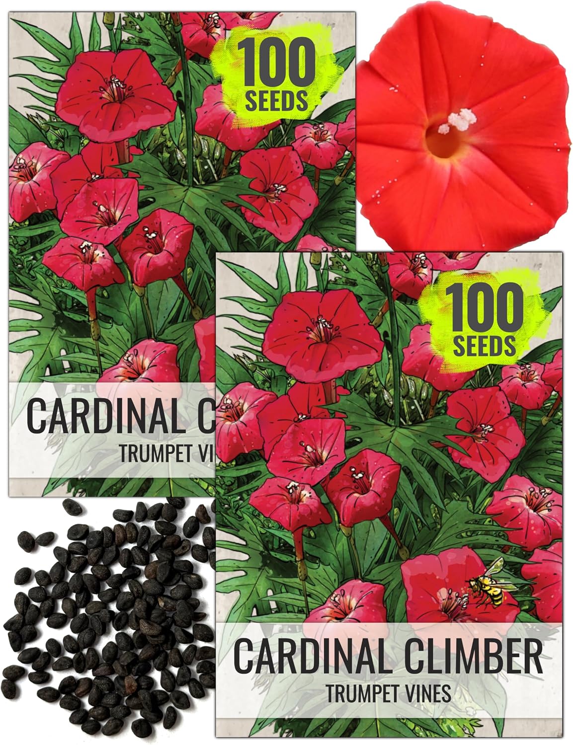 Seed Needs Cardinal Climber Seeds to Plant Red Flowering Vines 2 Packs
