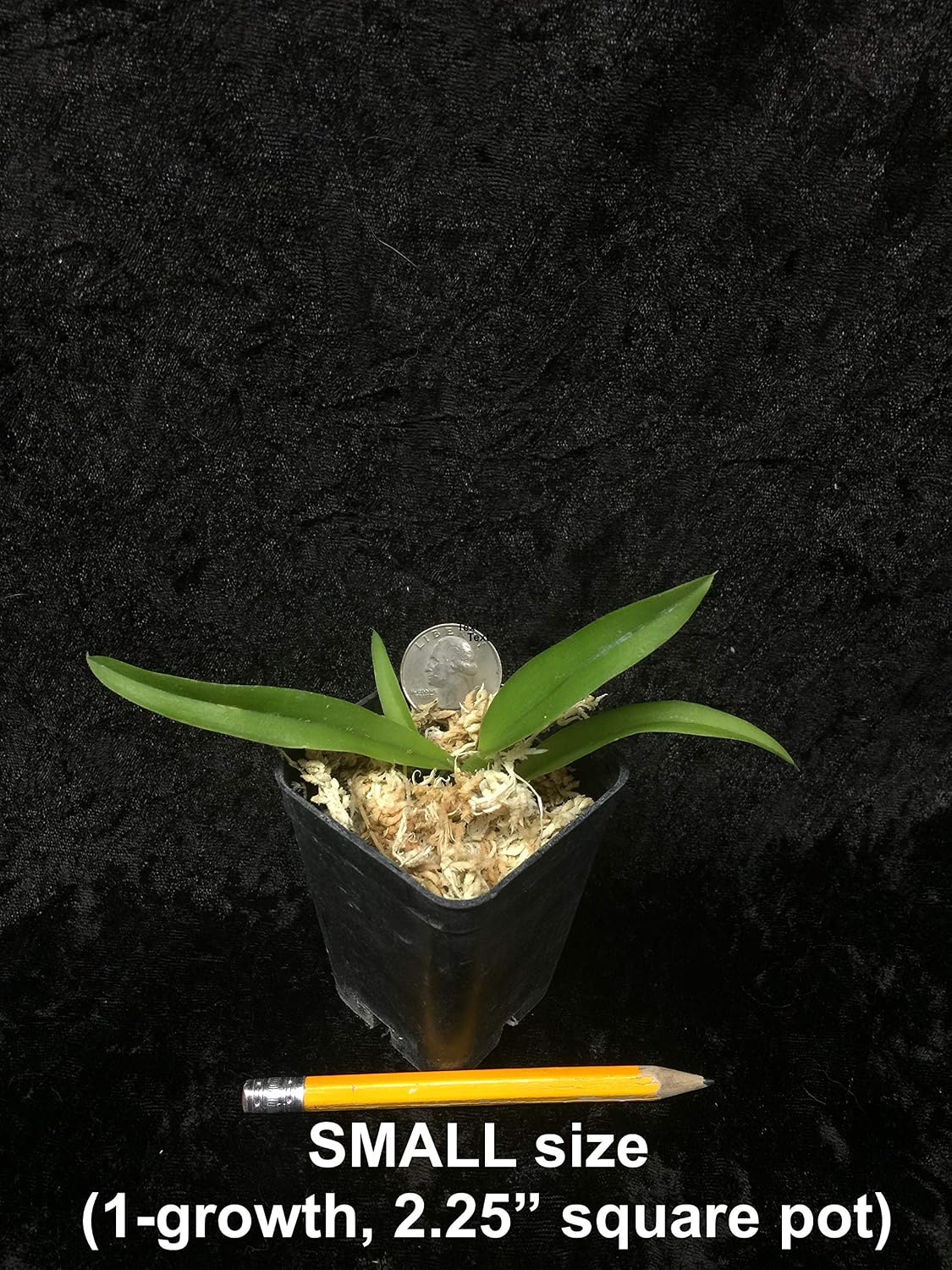 Hwra Lava Burst Puanani - Super Easy to Grow and Bloom, Cute Miniature Orchid, Mildly Fragrant, Lots of Fun! (NOT in Bloom/Bud When Shipped)