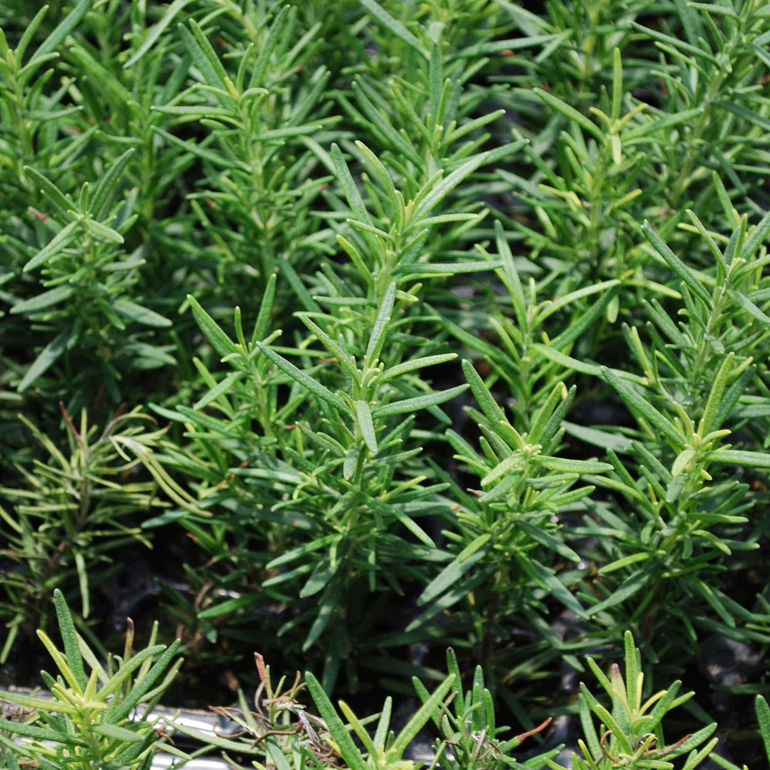 Bonnie Plants Rosemary Live Edible Aromatic Herb Plant - 4 Pack, Perennial In Zones 8 to 10, Great for Cooking & Grilling