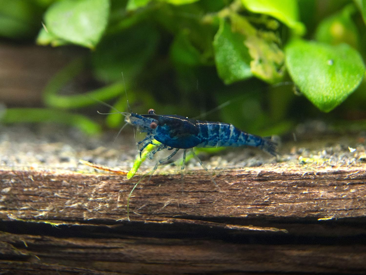 5 Live Freshwater Dream Blue Velvet Shrimp (Neocaridina davidi) - Breeding Age Adults at 1/2 to 1 Inch Long