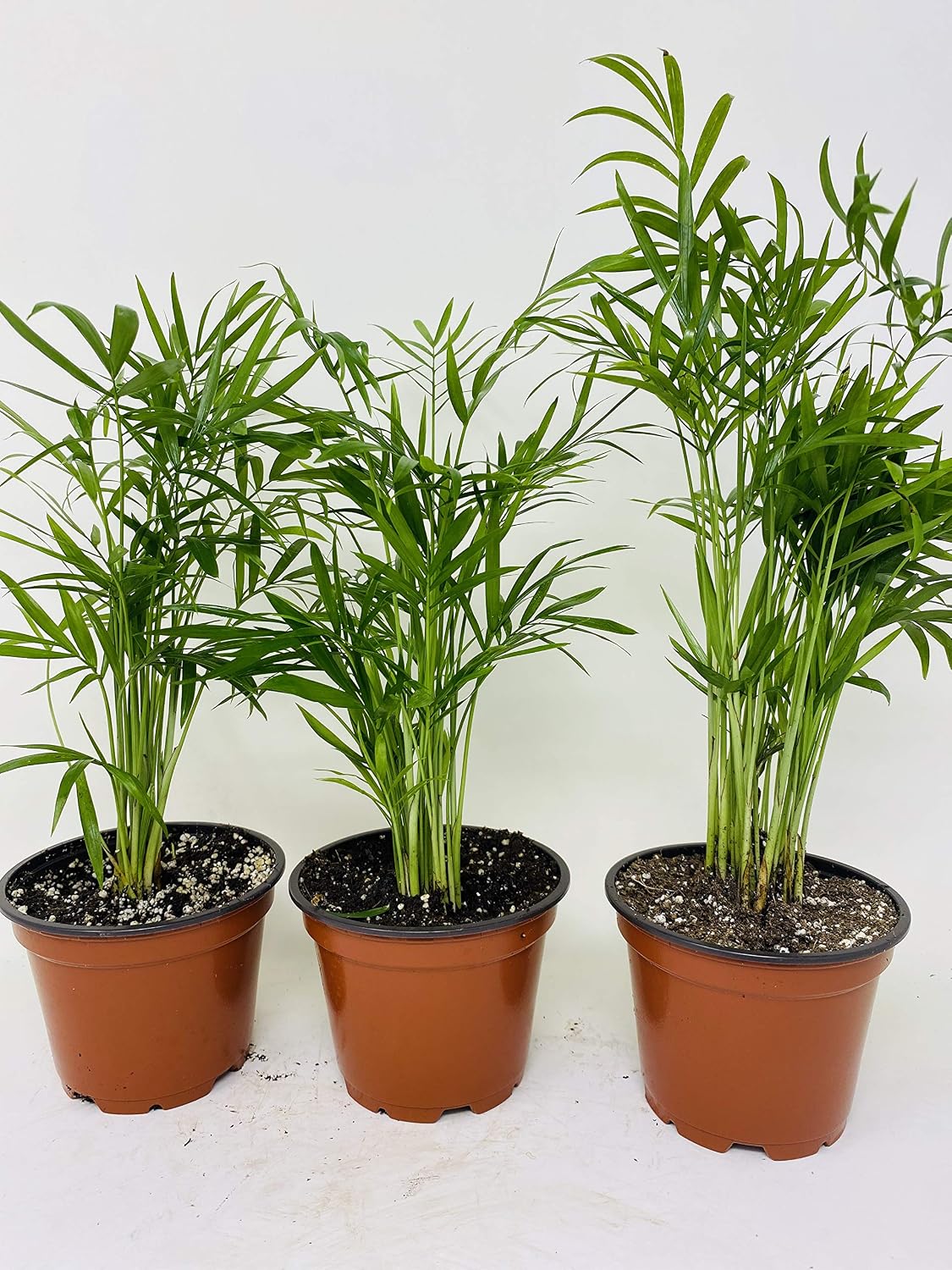 Areca Palm Plant Dypsis lutescens 2" Pot