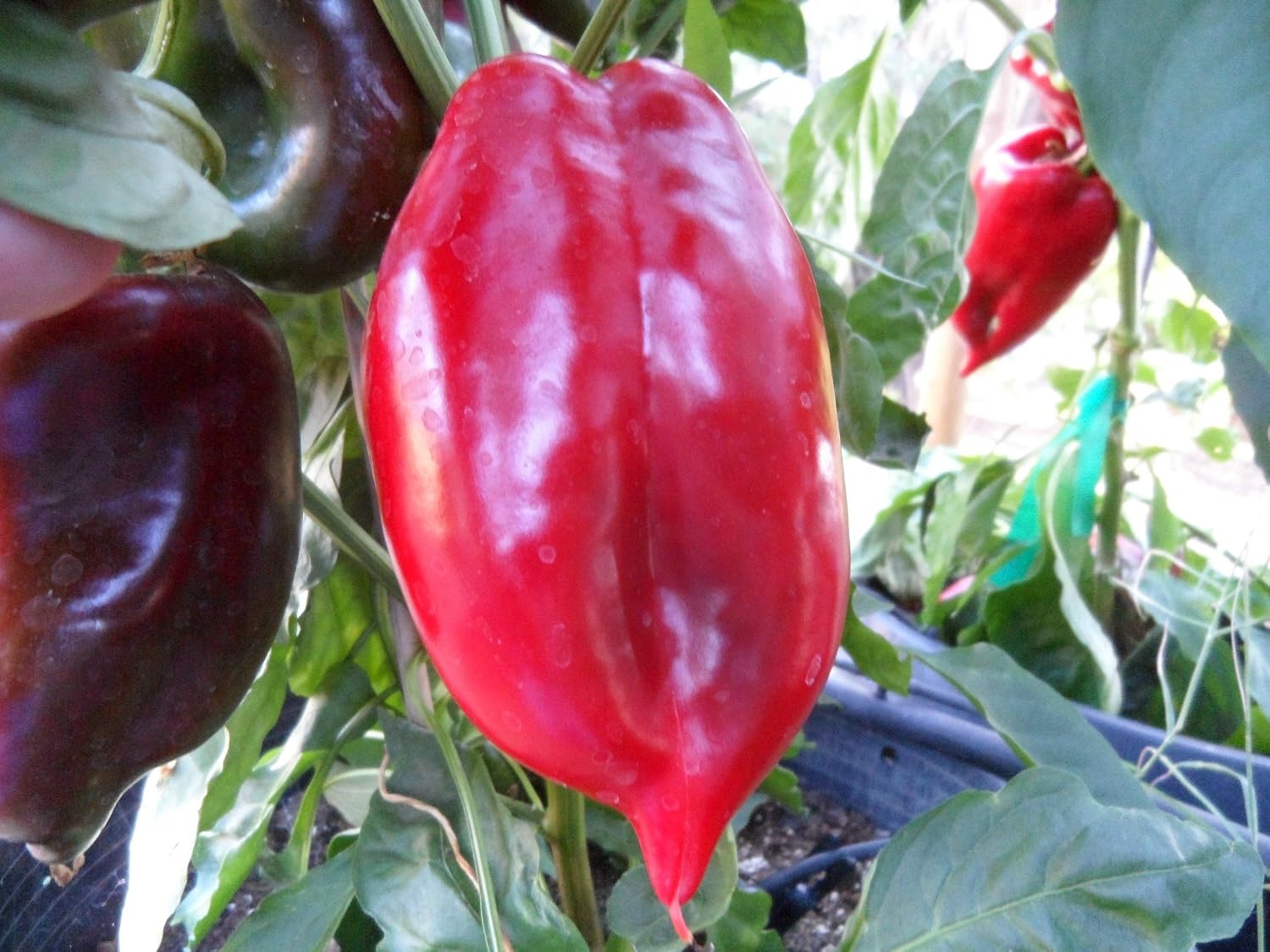 Elephants Ears Pepper 10+ Seeds