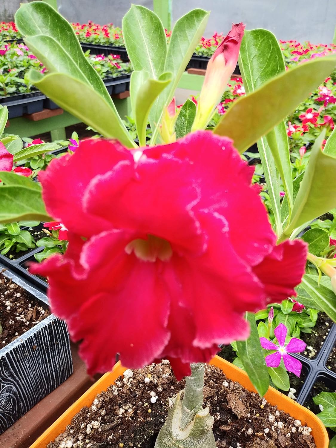 New!! U.S. Seller 50 Fresh Desert Rose Seeds Mixed Colors Adenium Desert Rose 50 Pack Single and Multi Colored Flowers Fresh Seeds