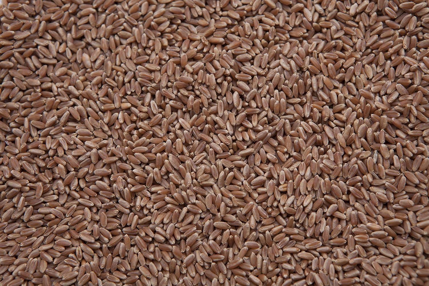 Wheat (Hard Red Winter) 8 lbs