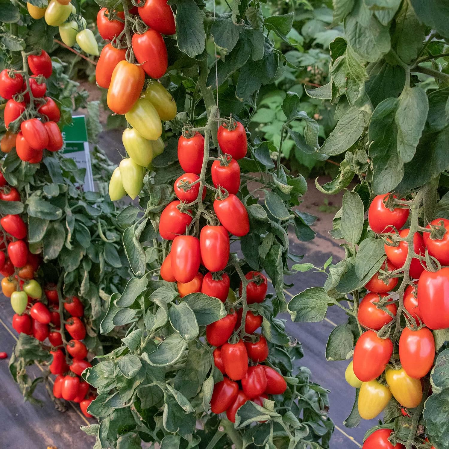 Eden Brothers Tomato Seeds - Persimmon Non-GMO Seeds for Planting, 1 oz | Low-Maintenance Vegetable Seeds, Plant During Warm Season, Zones 10, 3, 4, 5, 6, 7, 8, 9