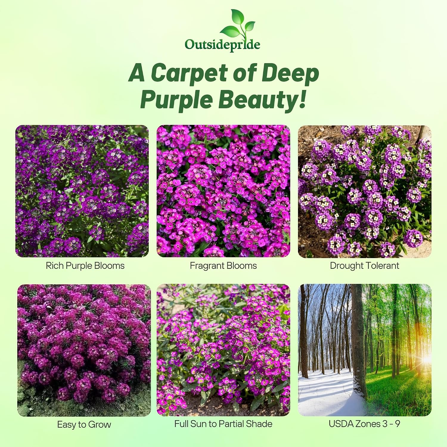 Outsidepride Oriental Nights Alyssum Seeds - 5000 Pcs Annual, Drought-Tolerant & Pollinator-Friendly Ground Cover Seeds w/Fragrant Honey Blooms for Low-Growing Xeriscaping & Outdoor Planting