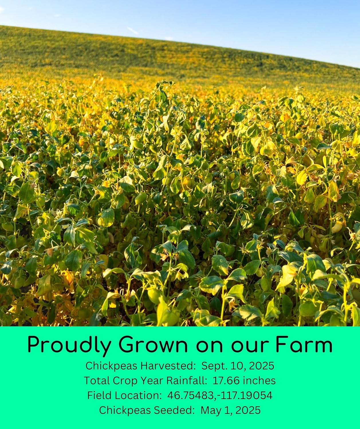 Palouse Brand Certified Glyphosate Residue Free Chickpea Flour | 3 LBS | Family Farmed in Washington State | Unbleached | Non-GMO Project Verified