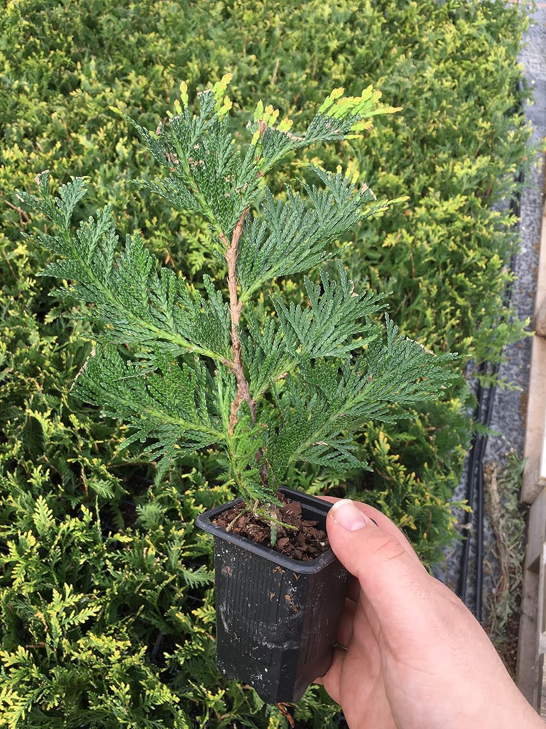10 Arborvitae Green Giant Thuja Plicata 2.5 inch Pot 6-12" Tall