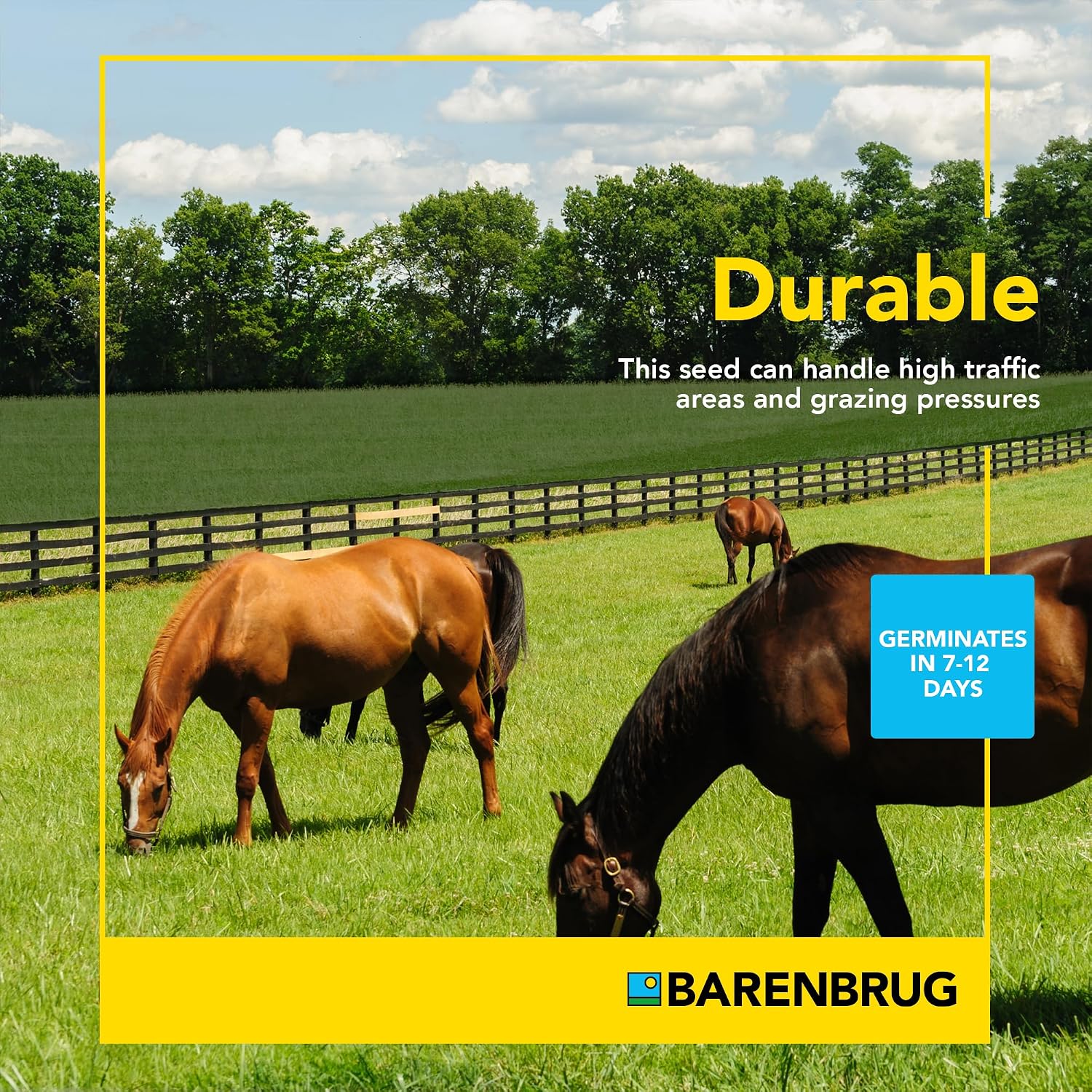 Pasture Seed, 25 lb 23094