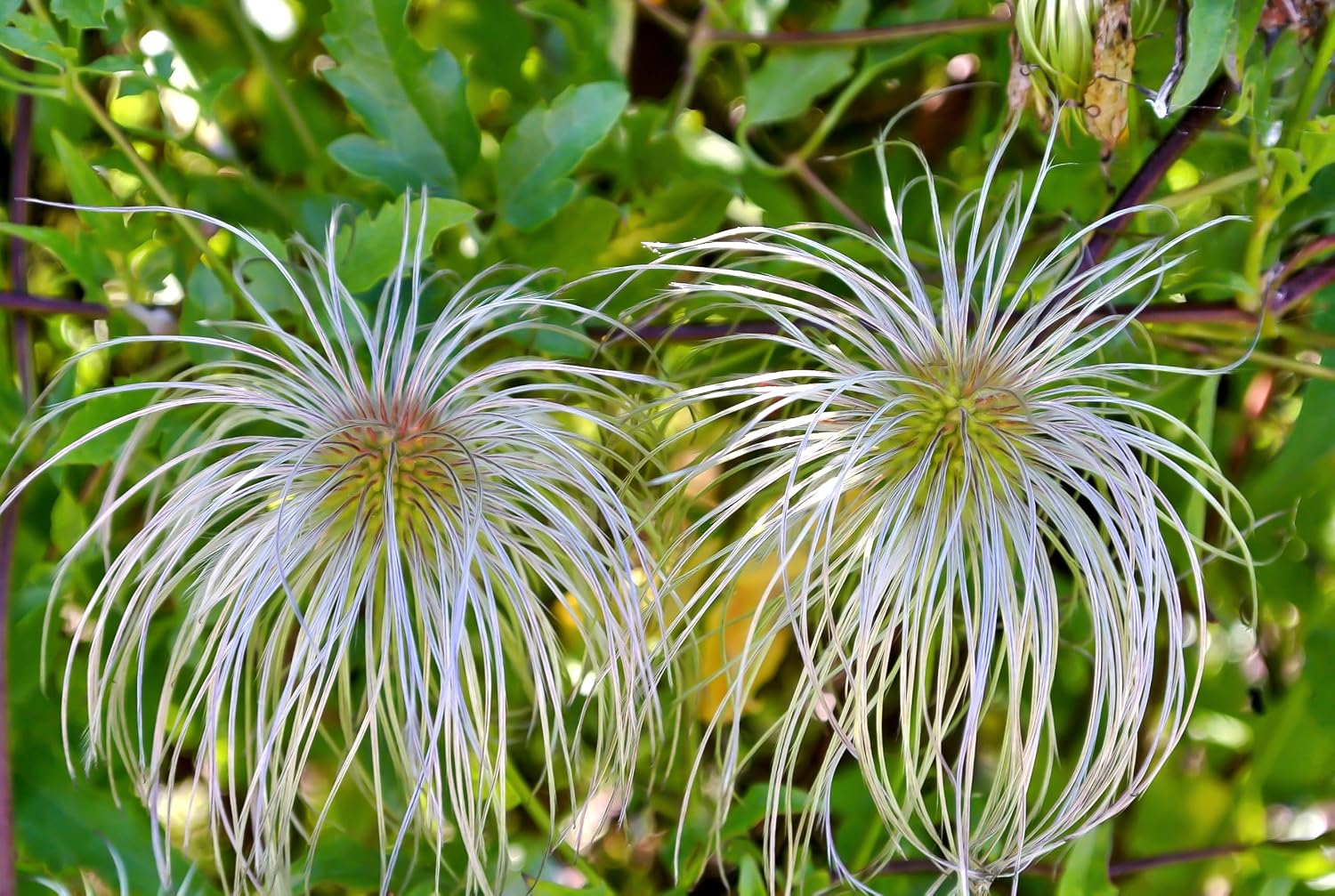20 White Clematis Virginiana/Virgins Bower Flower Vine Seeds | Virgins Bower, Love Vine