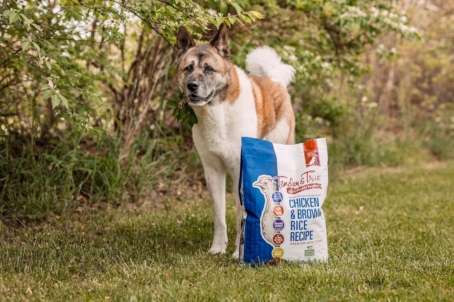 Tender & True Antibiotic-Free Chicken & Brown Rice Recipe Dog Food, 11 lb