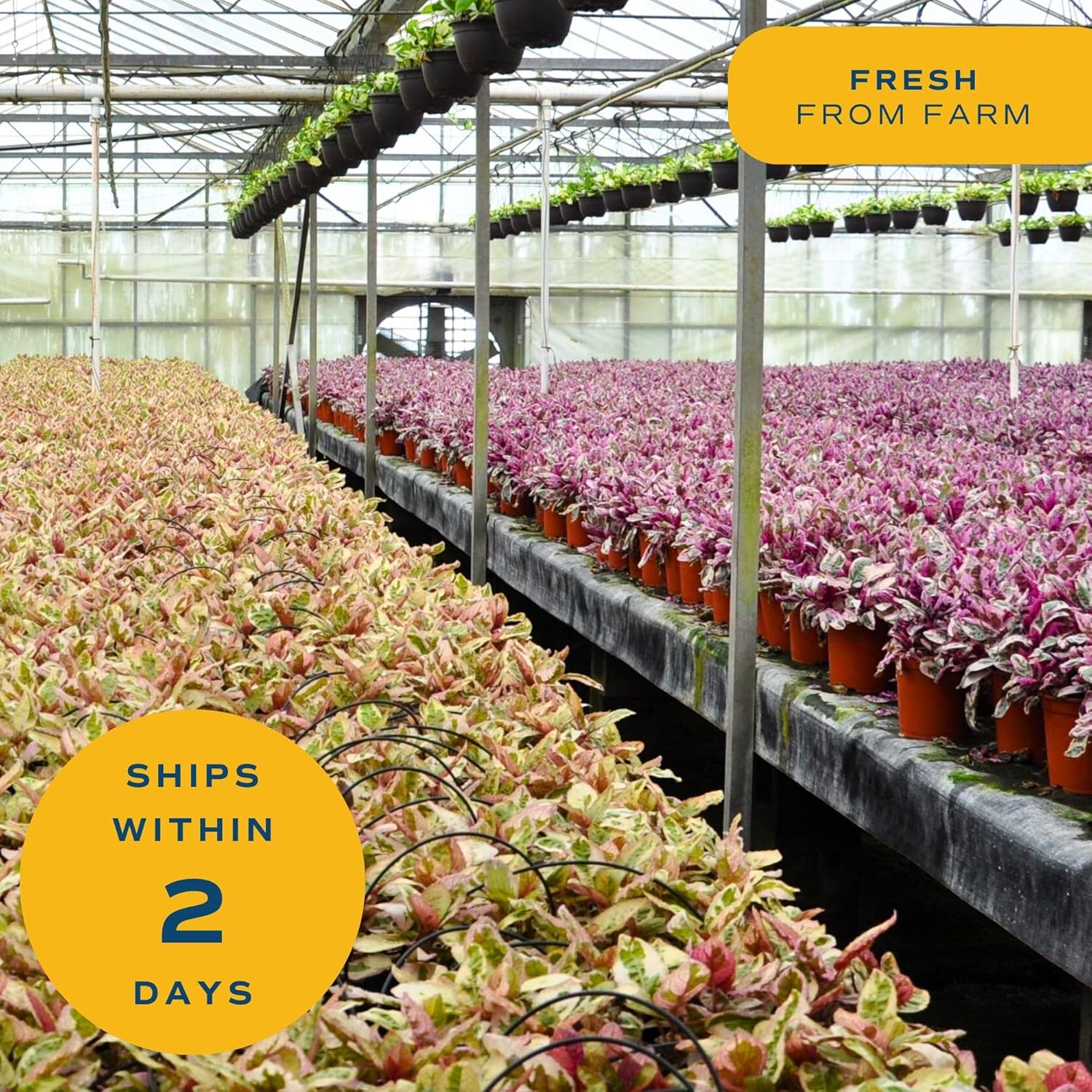 Costa Farms Golden Pothos, Live Indoor Plant, Trailing Vine, Air Purifying | Fast-growing trailing vine, one of the easiest to grow. Great indoor houseplant. Ideal housewarming or birthday gift.