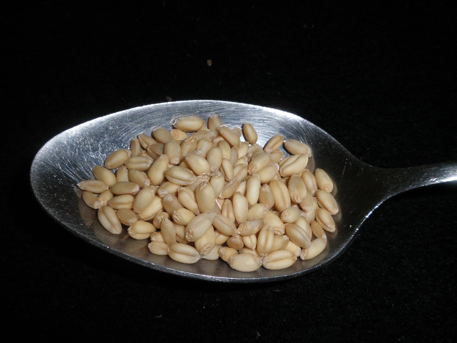 Soft White Wheat Berries 4 Pounds Kernels, USDA Certified Organic, Non-GMO Bulk, Product of USA, Mulberry Lane Farms