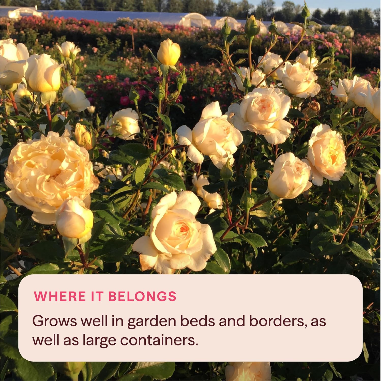 Heirloom Floribunda Roses, Live Own Root Plant, Julia Child™ | Moderately Fragrant, Hardiness Zones: 6-10, Continual Blooming,For Outdoor Gardens, Planters, and Pots