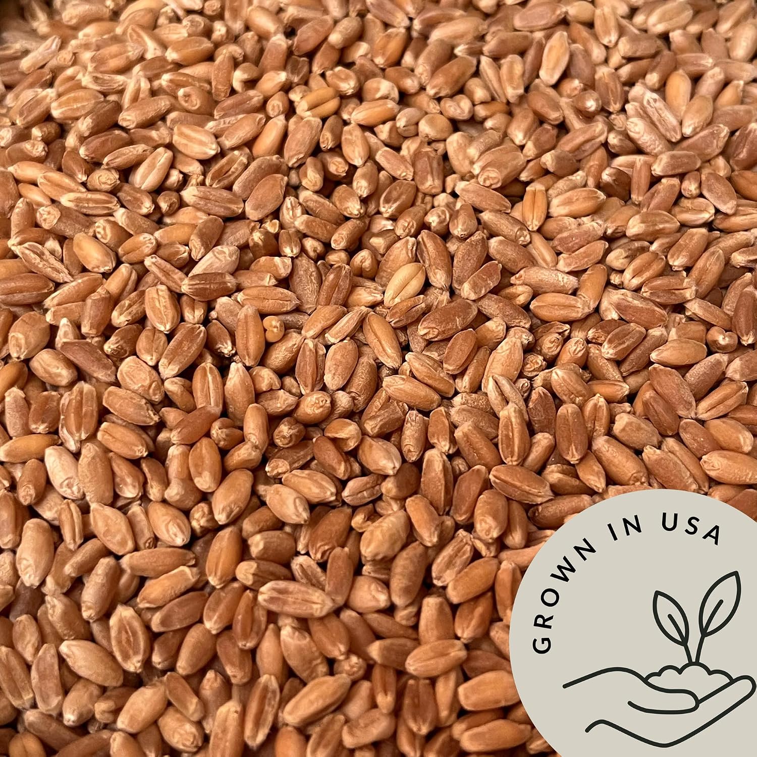 Organic Soft White Wheat Berries 5.8lb - Healthy Whole Grains Bulk | Ideal for Feeder Oats, Flour, Bread, Soup - High in Protein & Fiber - USA Grown | USDA Certified | Vegan | Non-GMO