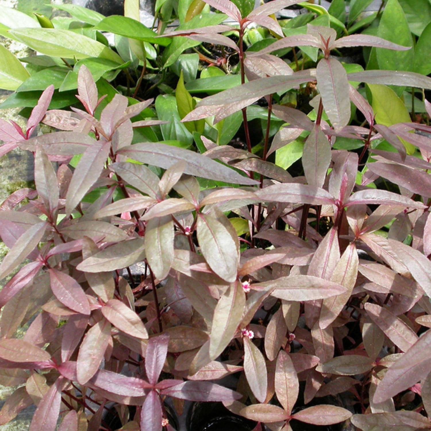 ‘Black Magic’ Taro, a Great Live Pond Plant for Your Water Garden. Filters The koi and Goldfish Pond. Good for Bogs
