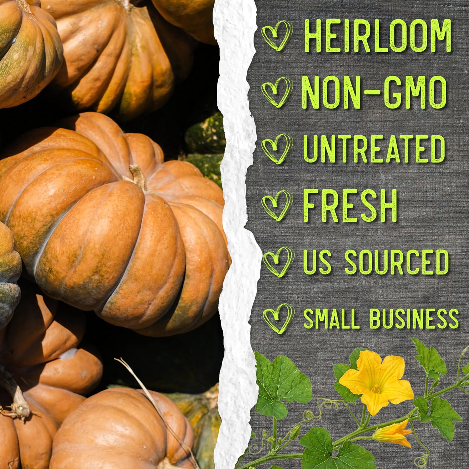 Seed Needs Pumpkin Seeds to Plant 100 Seeds Spooky Mix Non GMO Bulk Pack