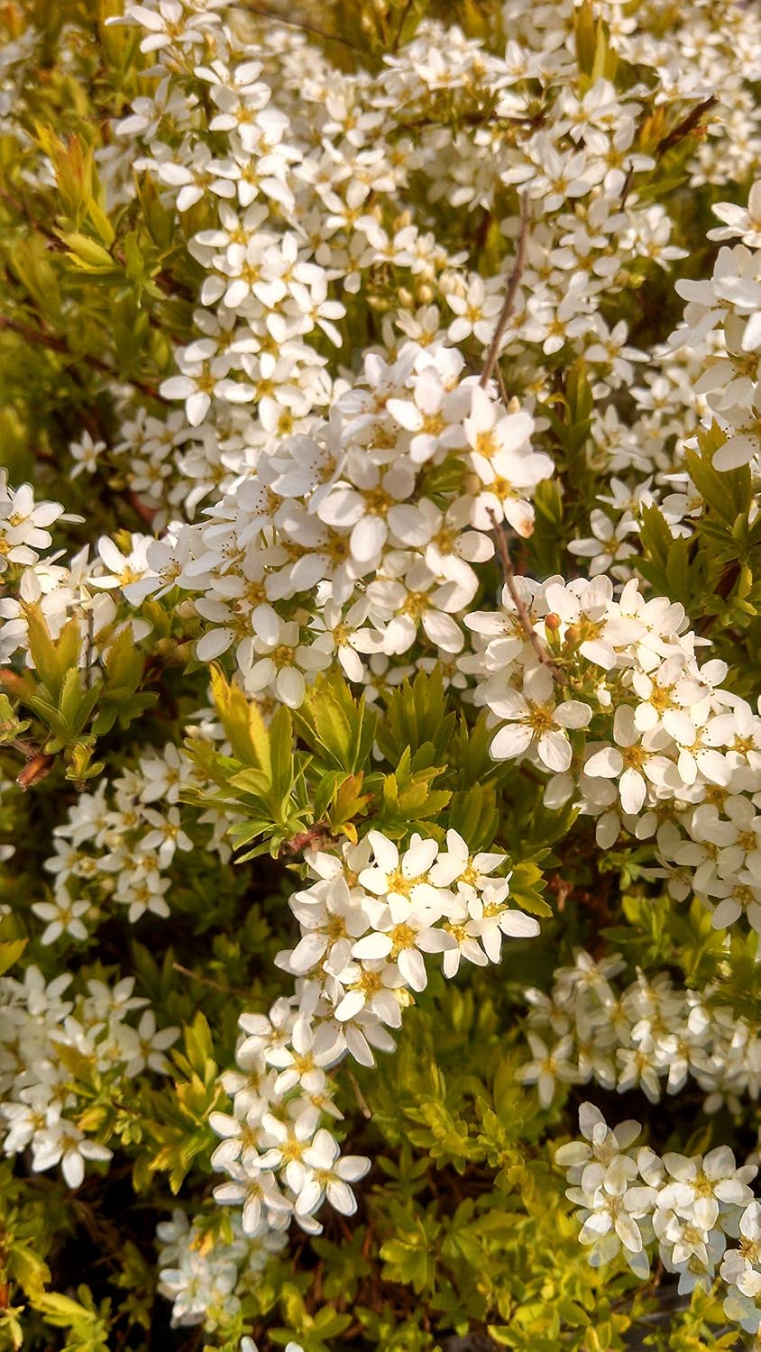 Proven Winners - Spiraea jap. Double Play Gold (Spirea) Shrub, , #3 - Size Container