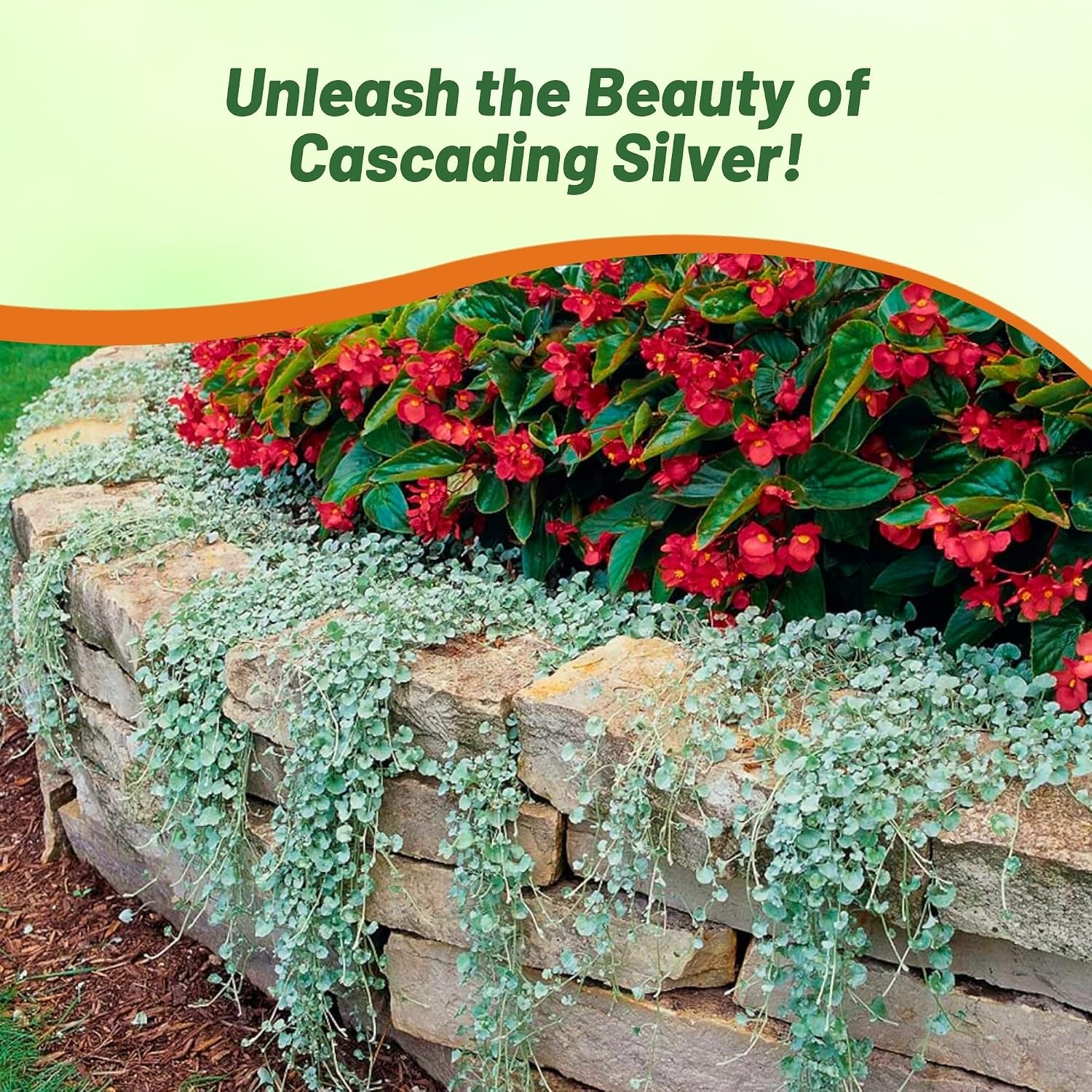 Outsidepride Perennial Dichondra Repens Seeds - 2 lbs Dense Green, Low-Maintenance Ground Cover Seeds for Planting, Ideal Lawn Alternative in Sun or Shady Areas & Erosion Control in USDA Zones 8-11