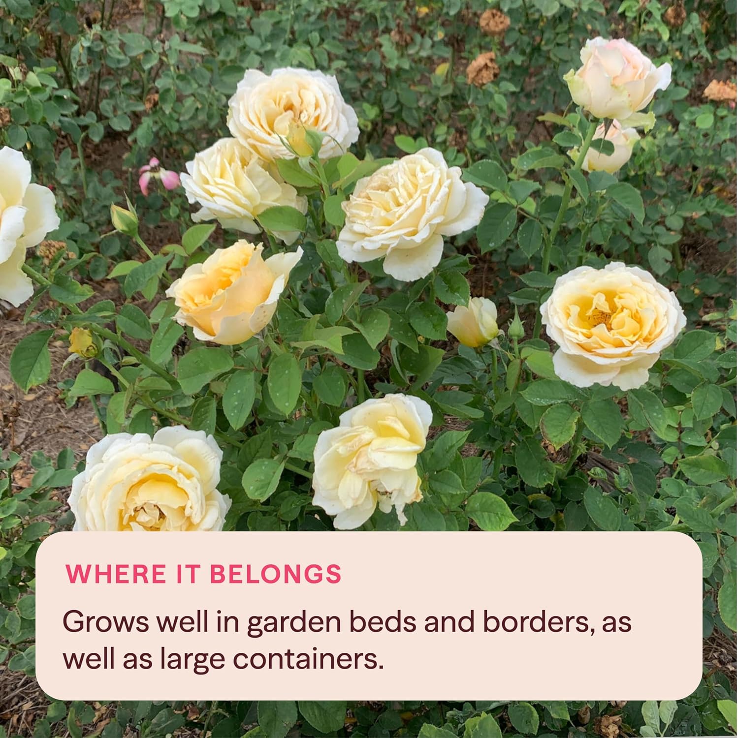 Heirloom Floribunda Roses, Live Own Root Plant, Julia Child™ | Moderately Fragrant, Hardiness Zones: 6-10, Continual Blooming,For Outdoor Gardens, Planters, and Pots