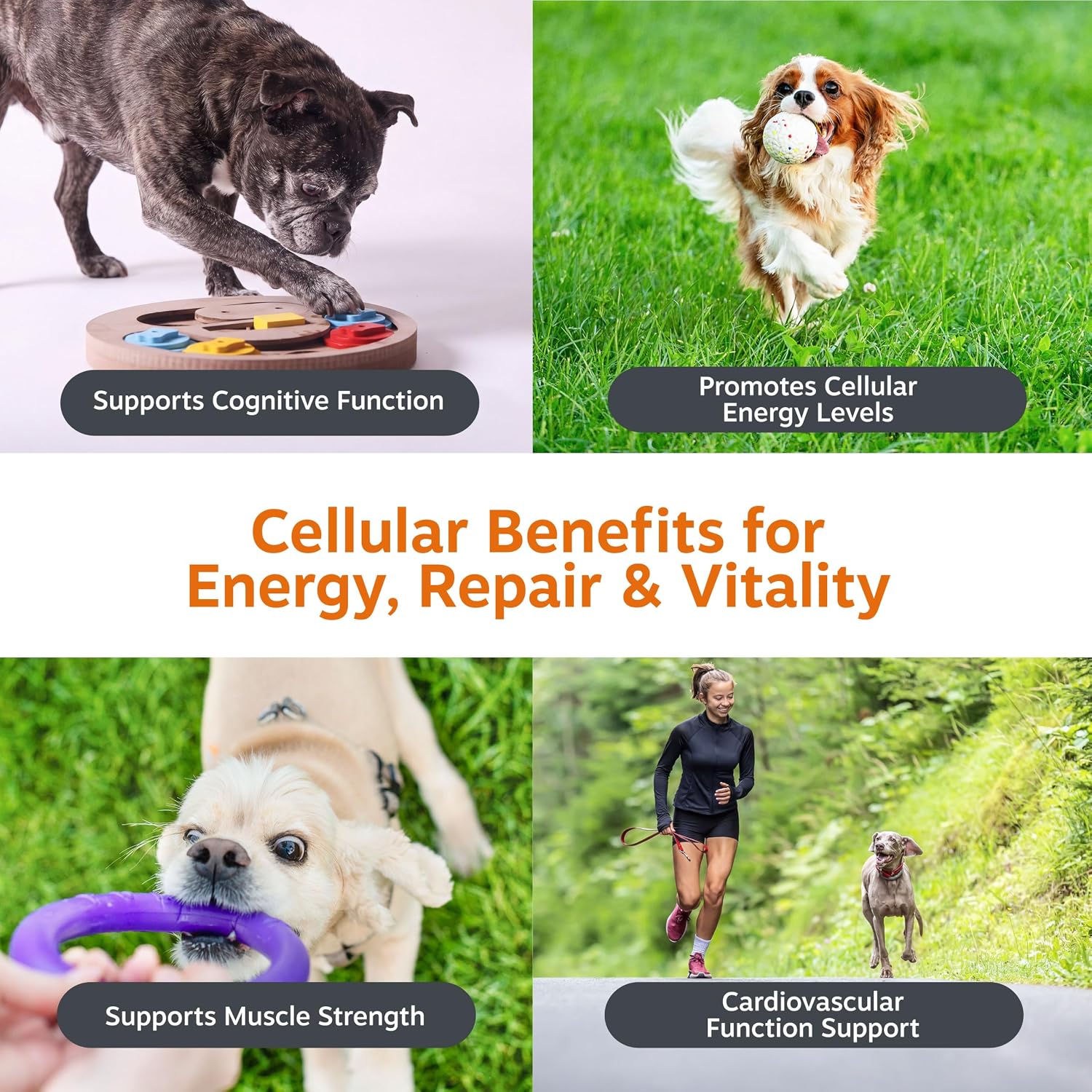 Zesty Paws Dog Multivitamin, Chewable Dog Vitamins and Supplements for Hip & Joints, Skin & Coat, Omega 3 Fish Oil for Dogs- Senior & Puppy Multivitamin- Chicken- 90ct
