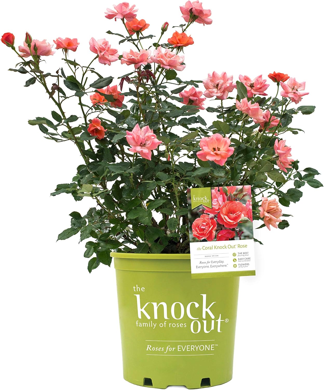 Green Promise Farms Rosa `Double Knock Out` (Reblooming) Rose, 3 Size Container, pink flower